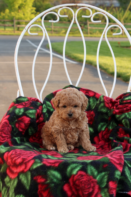 puppy, for, sale, Toy Poodle, Matthew B. Stoltzfus, dog, breeder, Gap, PA, dog-breeder, puppy-for-sale, forsale, nearby, find, puppyfind, locator, puppylocator, aca